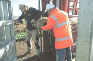 Mark and Bully (Farm Hands